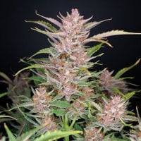 Fast  Buds  Cannabis  Seeds  Gorilla  Punch  Auto
