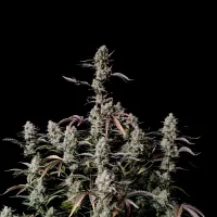 Fast  Buds  Cannabis  Seeds  Gorilla  Zkittlez  Auto
