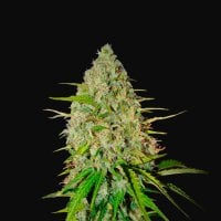 Fast  Buds  Cannabis  Seeds  Grapefruit