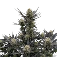 Fast  Buds  Cannabis  Seeds  Guava  Auto  Rf3