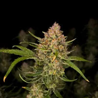 Fast Buds Cannabis Seeds Guava Auto