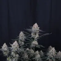 Fast  Buds  Cannabis  Seeds  Guava  Sundae  Auto