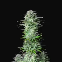 Fast  Buds  Cannabis  Seeds  Kosher  Cake