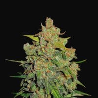 Fast  Buds  Cannabis  Seeds  Lemon  Ak