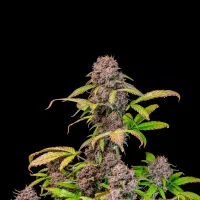 Fast  Buds  Cannabis  Seeds  Lemon  Cherry  Cookies  Auto