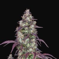 Fast  Buds  Cannabis  Seeds  Lemon  Pie  Auto