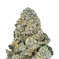 Fast Buds Cannabis Seeds Lemonpaya