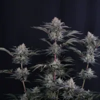 Fast  Buds  Cannabis  Seeds  Mendo  Frost  Auto