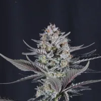 Fast  Buds  Cannabis  Seeds  Mendo  Guava  Auto