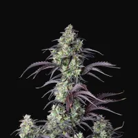 Fast  Buds  Cannabis  Seeds  Mimosa  Cake