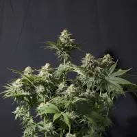 Fast  Buds  Cannabis  Seeds  Orange  Sherbet  Ff  Fast  Flowering