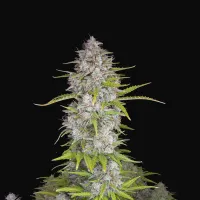 Fast  Buds  Cannabis  Seeds  Orange  Sherbet