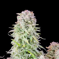 Fast  Buds  Cannabis  Seeds  Original  Auto  Afghan  Kush