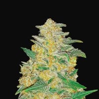 Fast  Buds  Cannabis  Seeds  Original  Auto  Ak