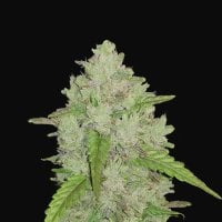 Fast  Buds  Cannabis  Seeds  Original  Auto  Amnesia  Haze