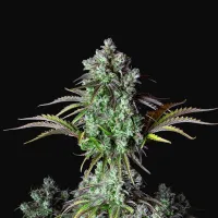 Fast  Buds  Cannabis  Seeds  Original  Auto  Big  Bud