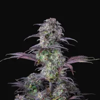 Fast  Buds  Cannabis  Seeds  Original  Auto  Blueberry