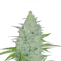 Fast  Buds  Cannabis  Seeds  Original  Auto  Cheese