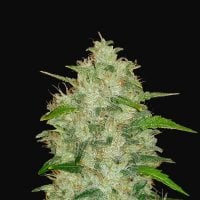Fast  Buds  Cannabis  Seeds  Original  Auto  Chemdawg