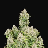 Fast  Buds  Cannabis  Seeds  Original  Auto  Cinderella