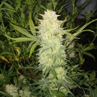 Fast  Buds  Cannabis  Seeds  Original  Auto  Critical