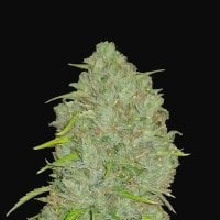 Fast  Buds  Cannabis  Seeds  Original  Auto  Jack  Herer