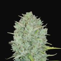 Fast  Buds  Cannabis  Seeds  Original  Auto  Northern  Lights