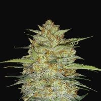 Fast  Buds  Cannabis  Seeds  Original  Auto  Og  Kush