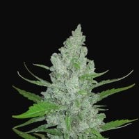 Fast  Buds  Cannabis  Seeds  Original  Auto  Sour  Diesel