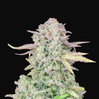 Fast  Buds  Cannabis  Seeds  Original  Auto  Trainwreck
