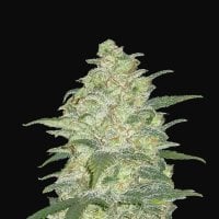 Fast  Buds  Cannabis  Seeds  Original  Auto  White  Widow