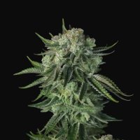 Fast  Buds  Cannabis  Seeds  Original  Moby  Dick  Auto