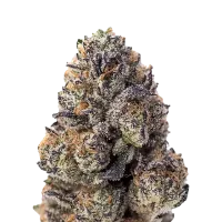 Fast Buds Cannabis Seeds Papaya Sherbet
