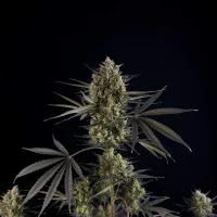 Fast  Buds  Cannabis  Seeds  Pound  Cake  Auto