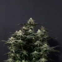 Fast  Buds  Cannabis  Seeds  Purple  Lemonade  Ff  Fast  Flowering