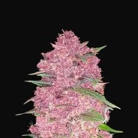 Fast  Buds  Cannabis  Seeds  Purple  Lemonade
