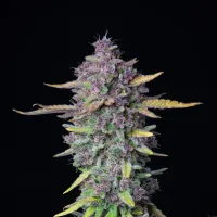 Fast  Buds  Cannabis  Seeds  Purple  Punch