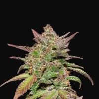 Fast  Buds  Cannabis  Seeds  Smoothie