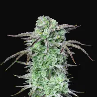 Fast  Buds  Cannabis  Seeds  Strawberry  Banana