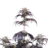 Fast  Buds  Cannabis  Seeds  Strawberry  Gorilla  Auto  Rf3