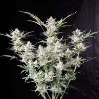 Fast  Buds  Cannabis  Seeds  Strawberry  Gorilla  Auto