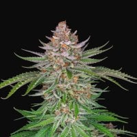 Fast  Buds  Cannabis  Seeds  Strawberry  Pie  Auto