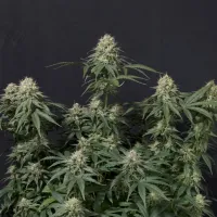 Fast  Buds  Cannabis  Seeds  Tropicana  Cookies  Fast  Flowering