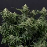 Fast  Buds  Cannabis  Seeds  Wedding  Cheesecake  Fast  Flowering