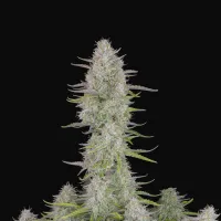 Fast  Buds  Cannabis  Seeds  Wedding  Cheesecake
