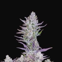 Fast  Buds  Cannabis  Seeds  Wedding  Glue