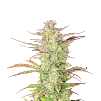 Fast  Buds  Cannabis  Seeds  Z  Up  Auto