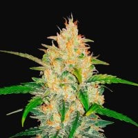 Fast  Buds  Cannabis  Seeds  Zkittlez