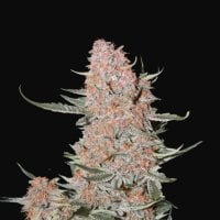 Fast  Buds  Cannabis  Seeds  Ztrawberriez  Auto
