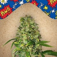 Female  Cannabis  Seeds  Auto  Ak